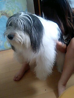 ポーリッシュ・ローランド・シープドッグのラブ