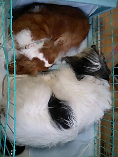 ポーリッシュ・ローランド・シープドッグのラブとキャバリアのヴェルディ