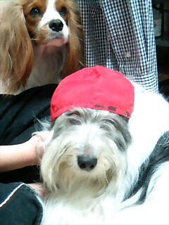 ポーリッシュ・ローランド・シープドッグのラブとキャバリアのヴェルディ