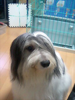 ポーリッシュ・ローランド・シープドッグのラブとキャバリアのヴェルディ