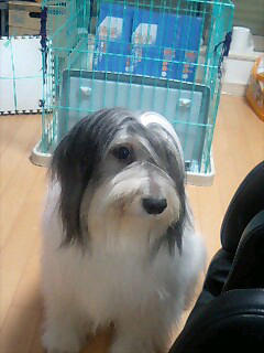 ポーリッシュ・ローランド・シープドッグのラブとキャバリアのヴェルディ