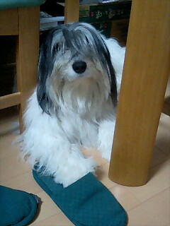 ポーリッシュ・ローランド・シープドッグのラブとキャバリアのヴェルディ