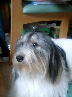 ポーリッシュ・ローランド・シープドッグのラブ