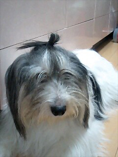 ポーリッシュ・ローランド・シープドッグのラブとキャバリアのヴェルディ