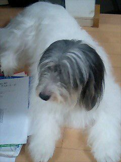 ポーリッシュ・ローランド・シープドッグのラブとキャバリアのヴェルディ