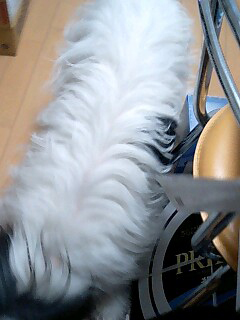 ポーリッシュ・ローランド・シープドッグのラブとキャバリアのヴェルディ