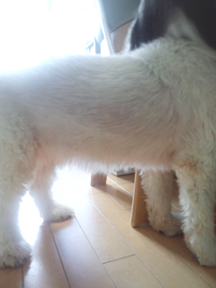 110917-1157 ラブのお腹の腫れが引いている